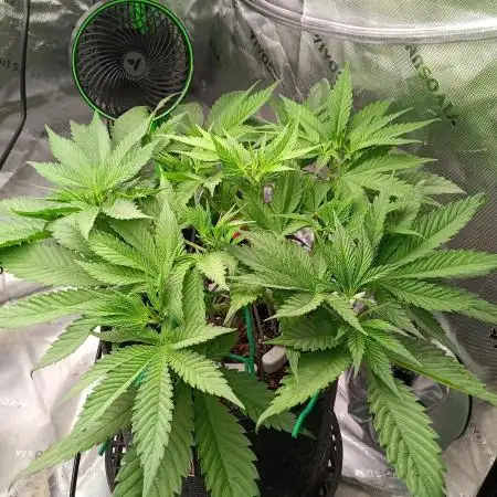 BubbleGum, RainbowSherbert, SkunkBreath