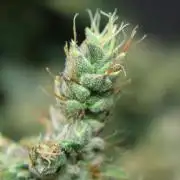 Green Goblin