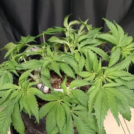 BubbleGum, RainbowSherbert, SkunkBreath