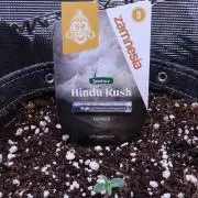 Hindu Kush Zamnesia