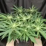 BubbleGum, RainbowSherbert, SkunkBreath