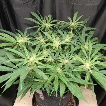 BubbleGum, RainbowSherbert, SkunkBreath