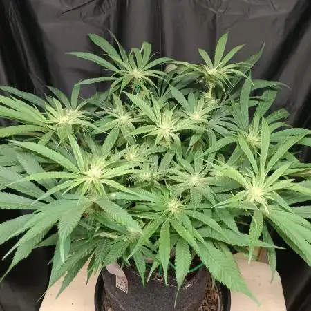 BubbleGum, RainbowSherbert, SkunkBreath