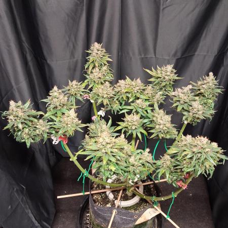 Green Goblin