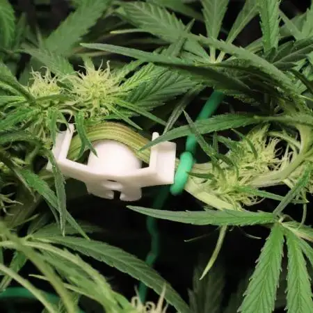 Hindu Kush Zamnesia