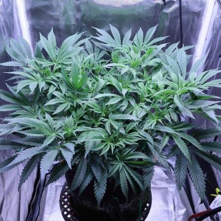 Zamnesia Black Diamond Auto