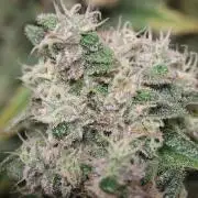 BubbleGum, RainbowSherbert, SkunkBreath