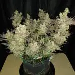 BubbleGum, RainbowSherbert, SkunkBreath