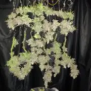 BubbleGum, RainbowSherbert, SkunkBreath