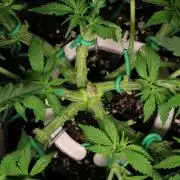 Zamnesia Black Diamond Auto