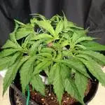 BubbleGum, RainbowSherbert, SkunkBreath