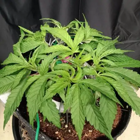 BubbleGum, RainbowSherbert, SkunkBreath