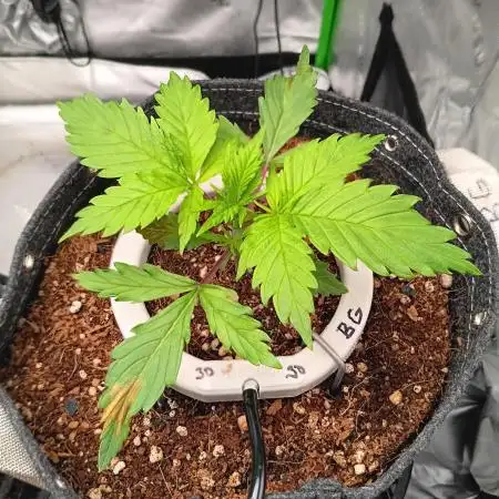 BubbleGum, RainbowSherbert, SkunkBreath