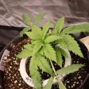 Zamnesia Black Diamond Auto