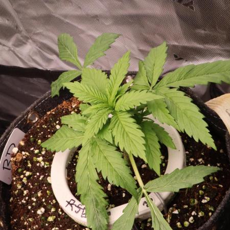 Zamnesia Black Diamond Auto