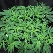 Zamnesia Black Diamond Auto