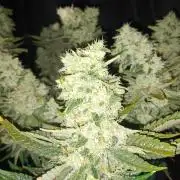 BubbleGum, RainbowSherbert, SkunkBreath