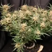 Hindu Kush Zamnesia