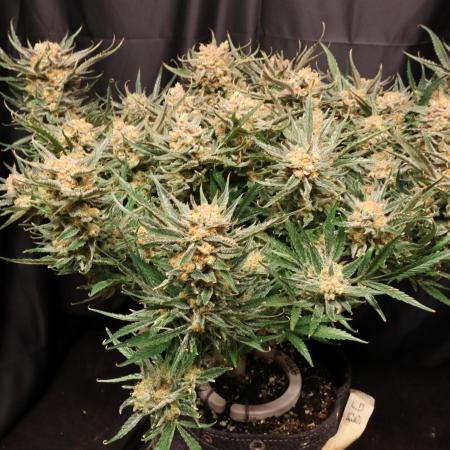 Hindu Kush Zamnesia