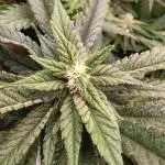 BubbleGum, RainbowSherbert, SkunkBreath