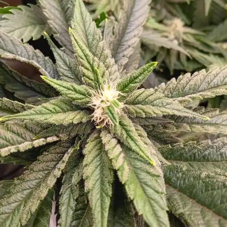 BubbleGum, RainbowSherbert, SkunkBreath