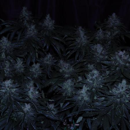 Green Goblin