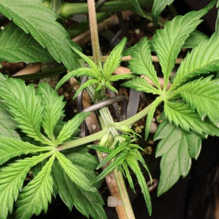 Durban Poison