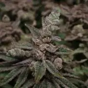 BubbleGum, RainbowSherbert, SkunkBreath