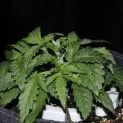 Zamnesia Black Diamond Auto