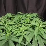 Zamnesia Black Diamond Auto