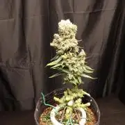 BubbleGum, RainbowSherbert, SkunkBreath