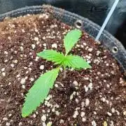 Zamnesia Black Diamond Auto