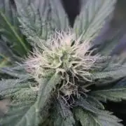 Zamnesia Thai