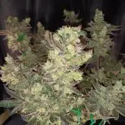 BubbleGum, RainbowSherbert, SkunkBreath