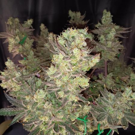 BubbleGum, RainbowSherbert, SkunkBreath