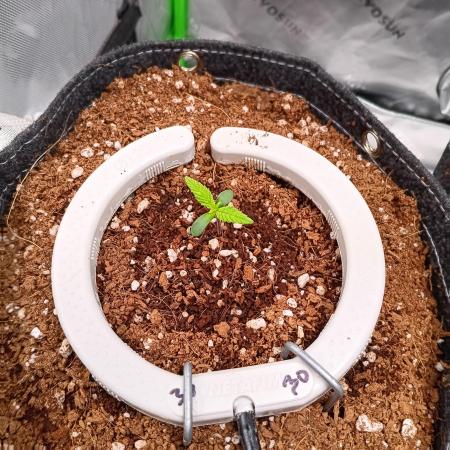 BubbleGum, RainbowSherbert, SkunkBreath