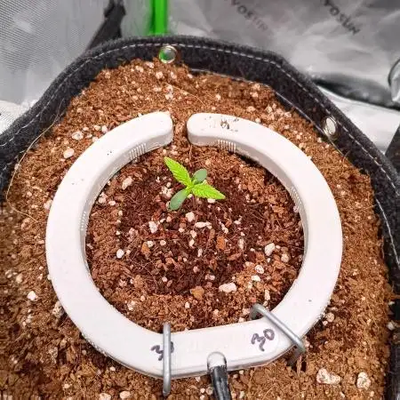 BubbleGum, RainbowSherbert, SkunkBreath