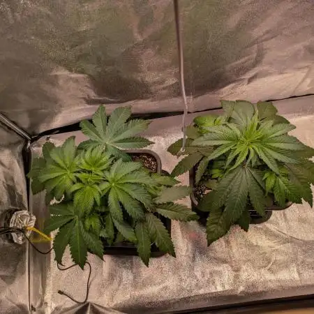 Primetime Grow