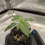 Primetime Grow