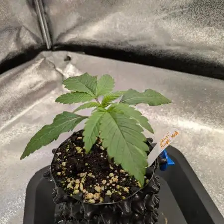 Primetime Grow
