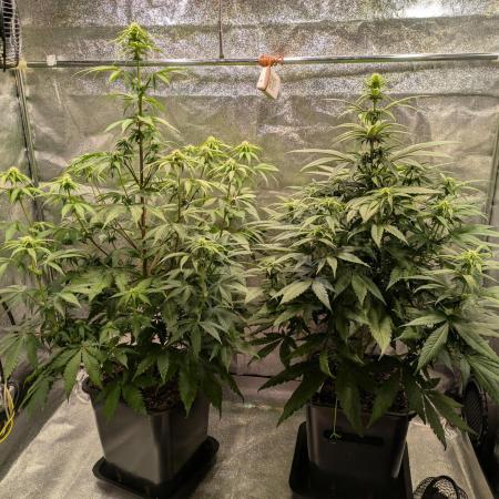 Primetime Grow