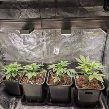A Humboldt Run