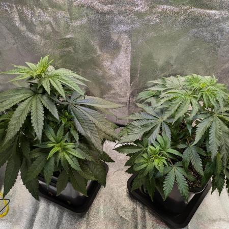 Primetime Grow