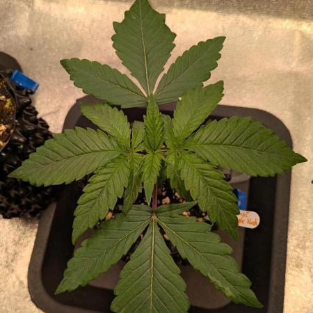 Primetime Grow