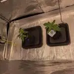 Primetime Grow