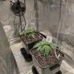 Primetime Grow