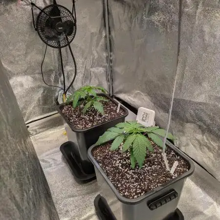 Primetime Grow