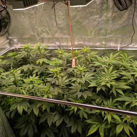 A Humboldt Run
