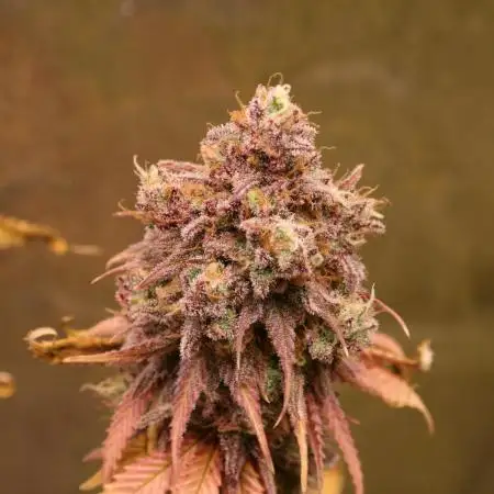 Primetime Grow