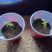 Girl Scout Cookies 